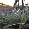 Frost Colombard 2019 Vaalkameel Colombard 2024