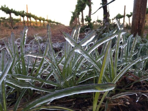 Frost Colombard 2019 Vaalkameel Colombard 2024