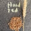 Grains_Front page_HR_kernels_sq Hard Red Wheat