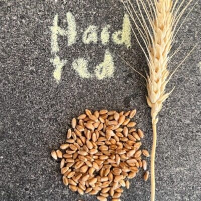Grains_Front page_HR_kernels_sq Hard Red Wheat