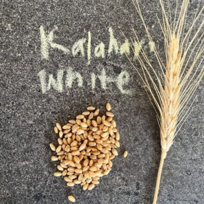 Grains_Front page_Kalahari White Kernels_sq Kalahari White Wheat