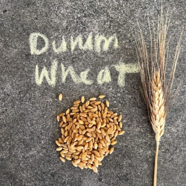 Grains_front page_Durum Wheat kernels_wq Durum Wheat