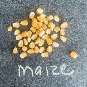Yellow Maize