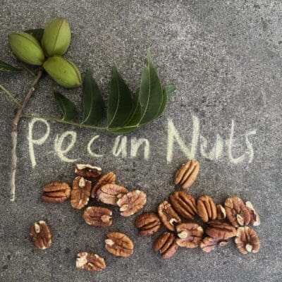 Pecan nuts1 Pecan Nuts