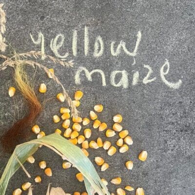 yellow maize2 Yellow Maize