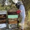 IMG_4169 Raw Honey