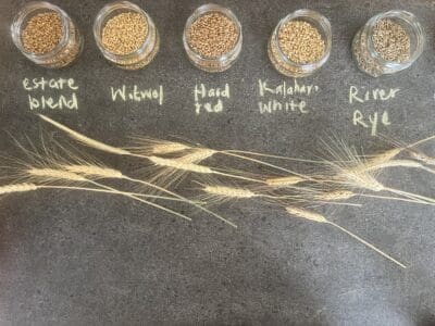Grain_LineupFiveGrainJars Whole Kernels
