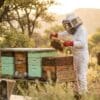 LL_BeekeepingAtWork Raw Honey